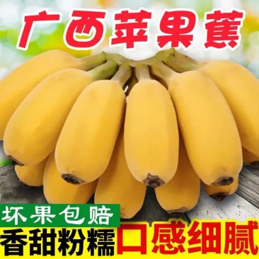 广西苹果蕉农家自种新鲜水果现砍现发一件代发