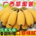 广西苹果蕉农家自种新鲜水果现砍现发一件代发