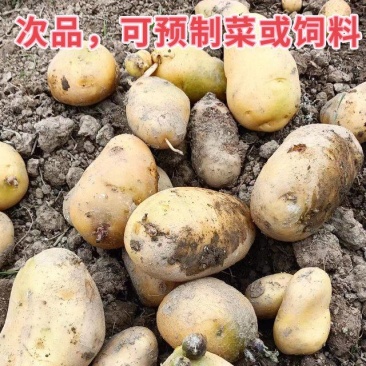 次品荷兰15大量供应