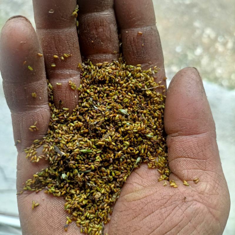鸡爪黄连种子