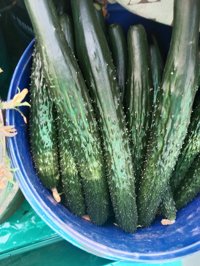 精品黄瓜