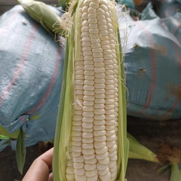 玉米