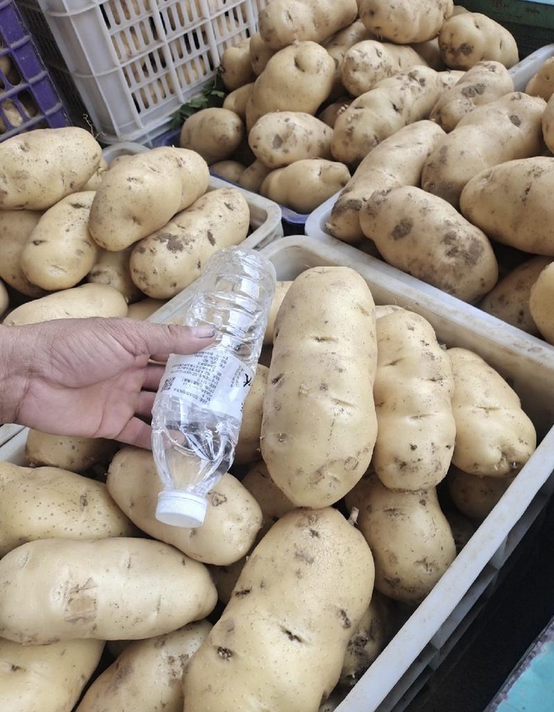 【精品】大棚土豆规格齐全全国对接工厂市场产地现货现挖