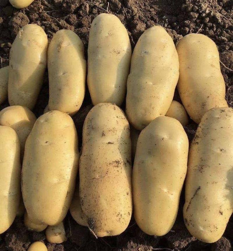 【精品】大棚土豆规格齐全全国对接工厂市场产地现货现挖