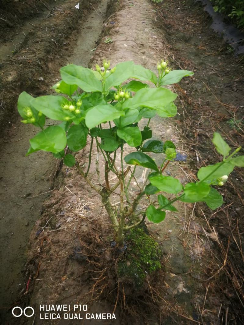 茉莉花苗带花苞