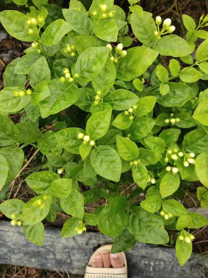 茉莉花苗带花苞