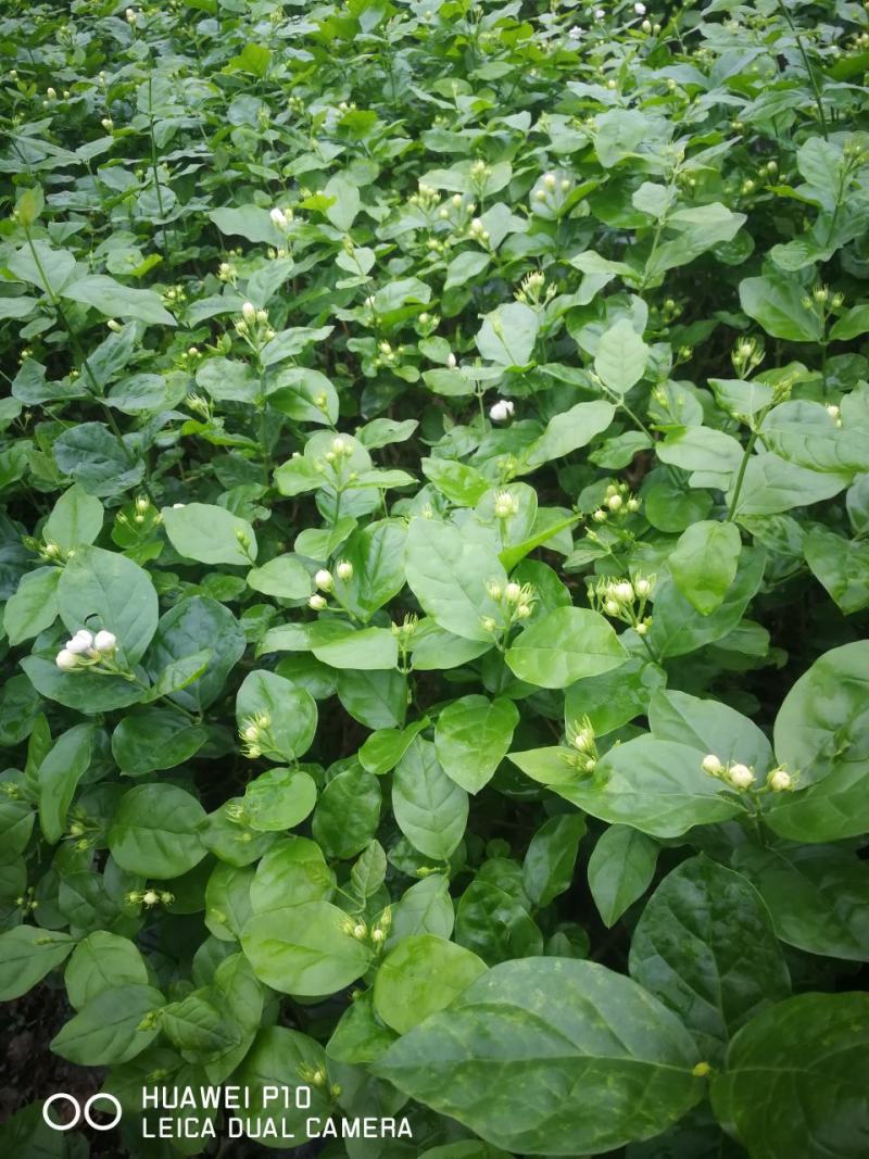 茉莉花苗带花苞