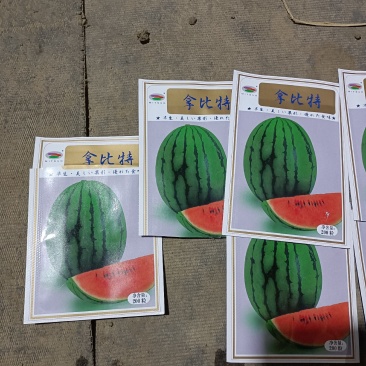连云港引进日本拿皮特小西瓜