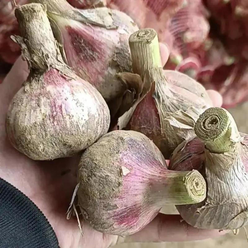 【优选】紫皮蒜大蒜大量上市品质保证一手货源量大