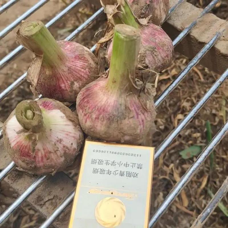 【优选】紫皮蒜大蒜大量上市品质保证一手货源量大
