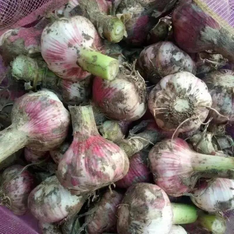 【优选】紫皮蒜大蒜大量上市品质保证一手货源量大