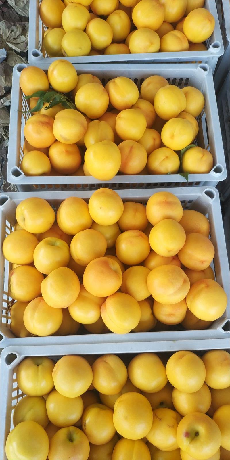 油桃套袋黄油黄油桃红油桃48油桃卢龙油桃