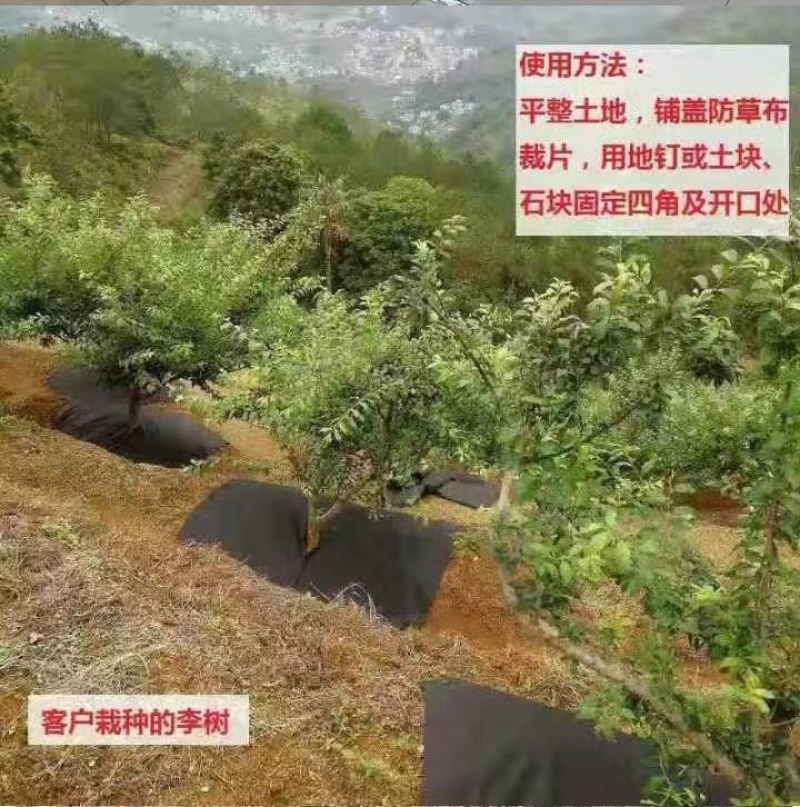 防草布果园果树除草布大棚农用遮盖草布膜切裁片抗老化园艺地