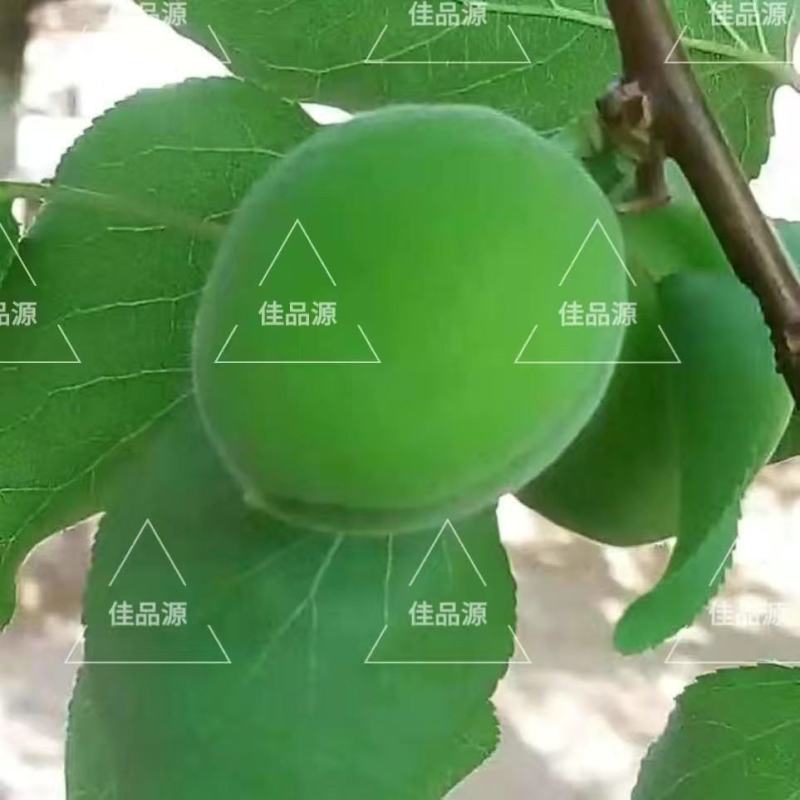 东北青杏现摘现发支持一件代发