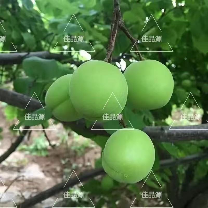 东北青杏现摘现发支持一件代发
