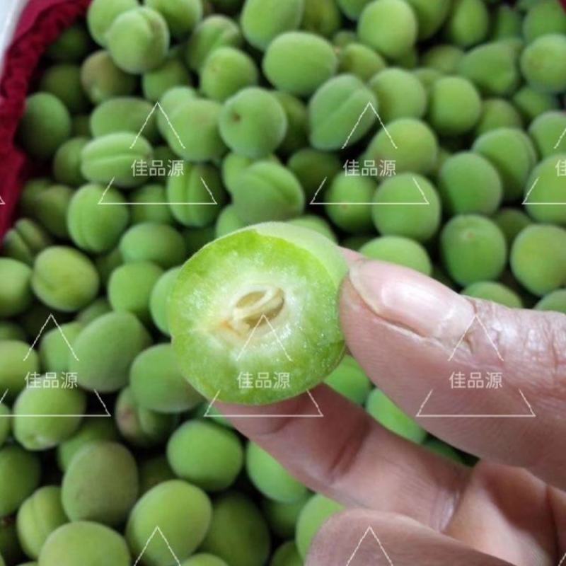 东北青杏现摘现发支持一件代发