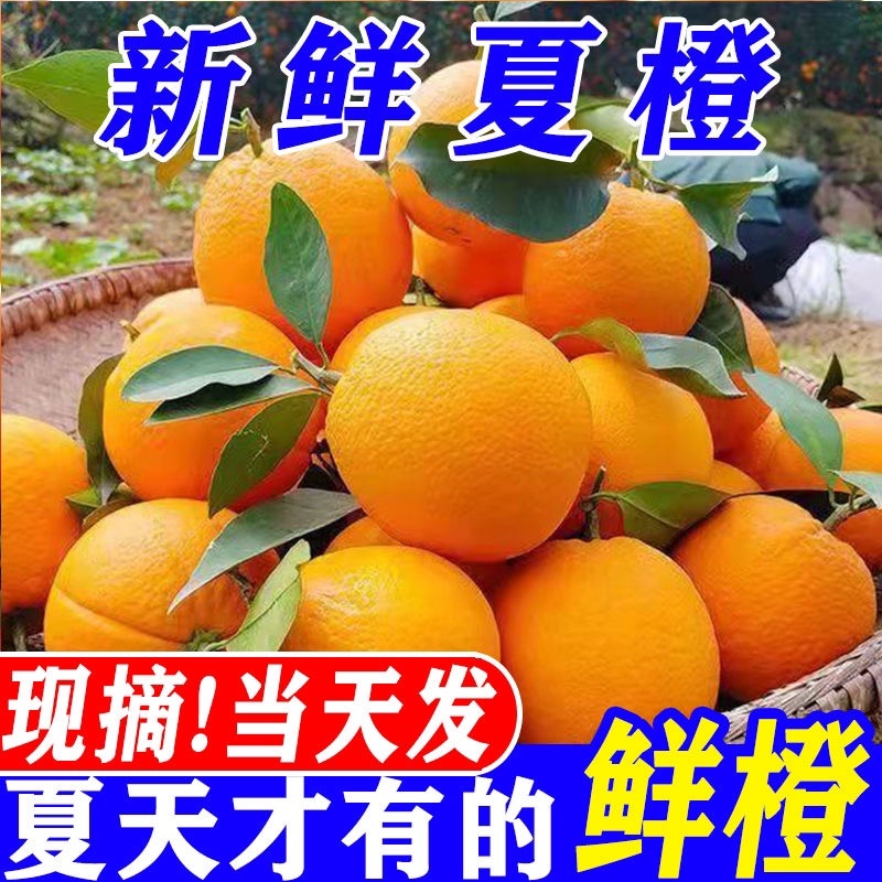 江西赣南脐橙5斤10斤20斤装现摘现发包邮一件代发福利等