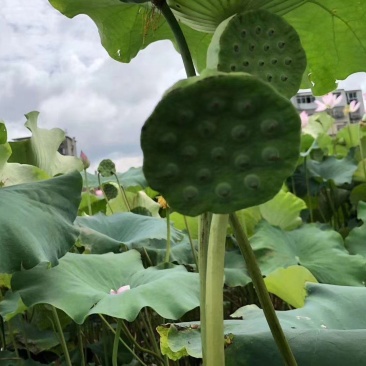 海南今年新鲜水果莲蓬大量发货，嫩莲蓬源头基地供应发货