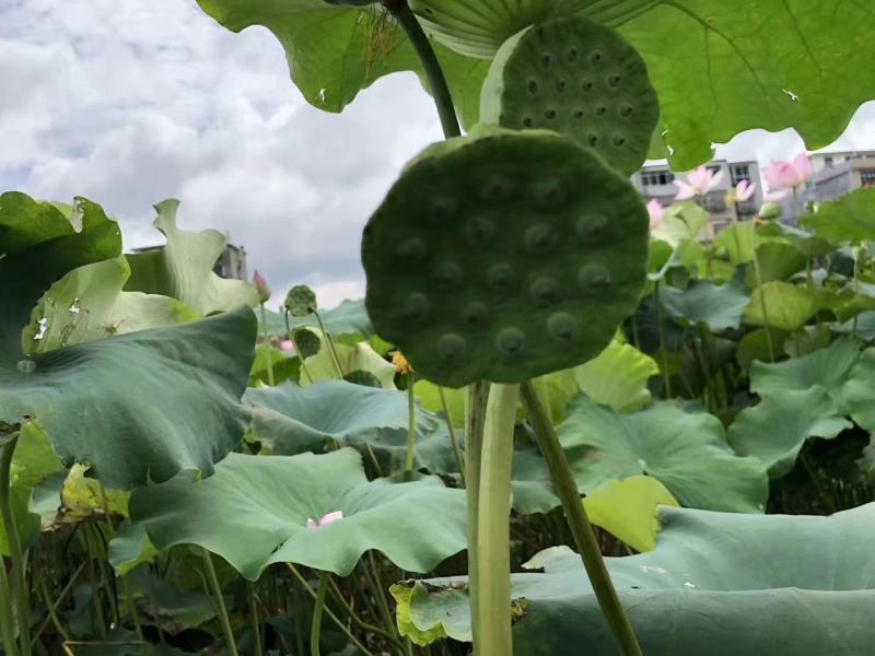 海南今年新鲜水果莲蓬大量发货，嫩莲蓬源头基地供应发货