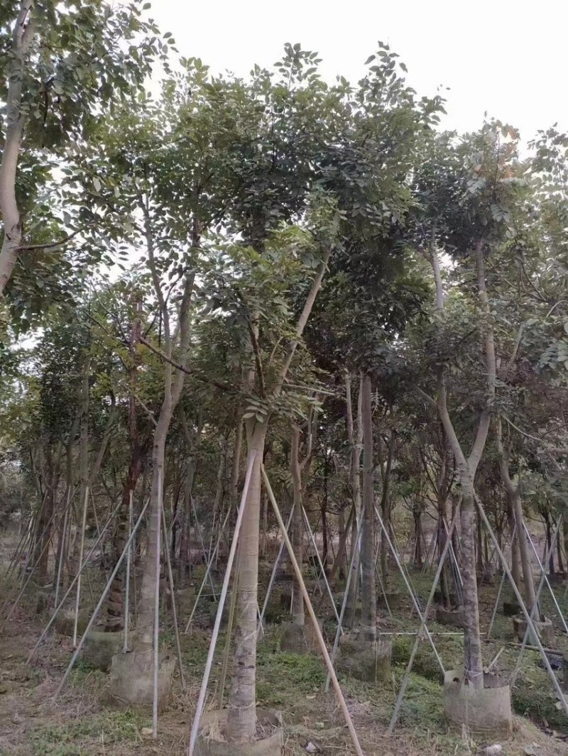 腊肠树8～20公分都有需要可以联系