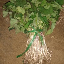 烟薯29种苗