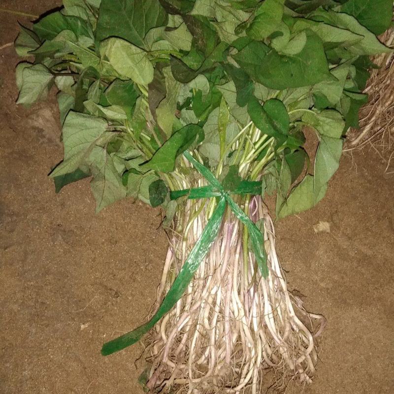 烟薯29种苗