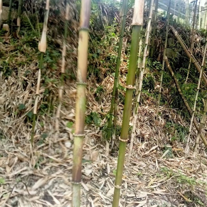 精品【刺竹苗】竹苗带有新鲜泥巴个头均匀一条龙服务