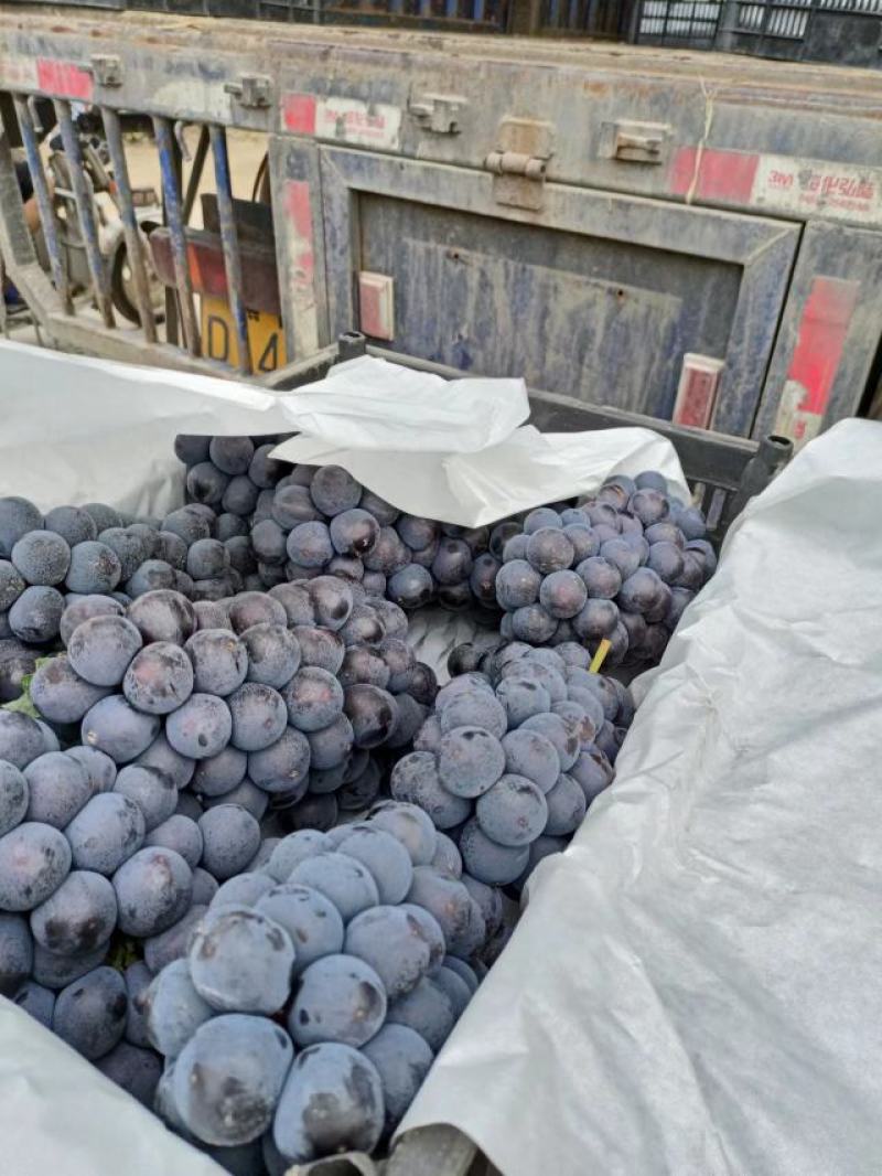 河北葡萄巨峰葡萄规格齐全质量好支持视频看货欢迎