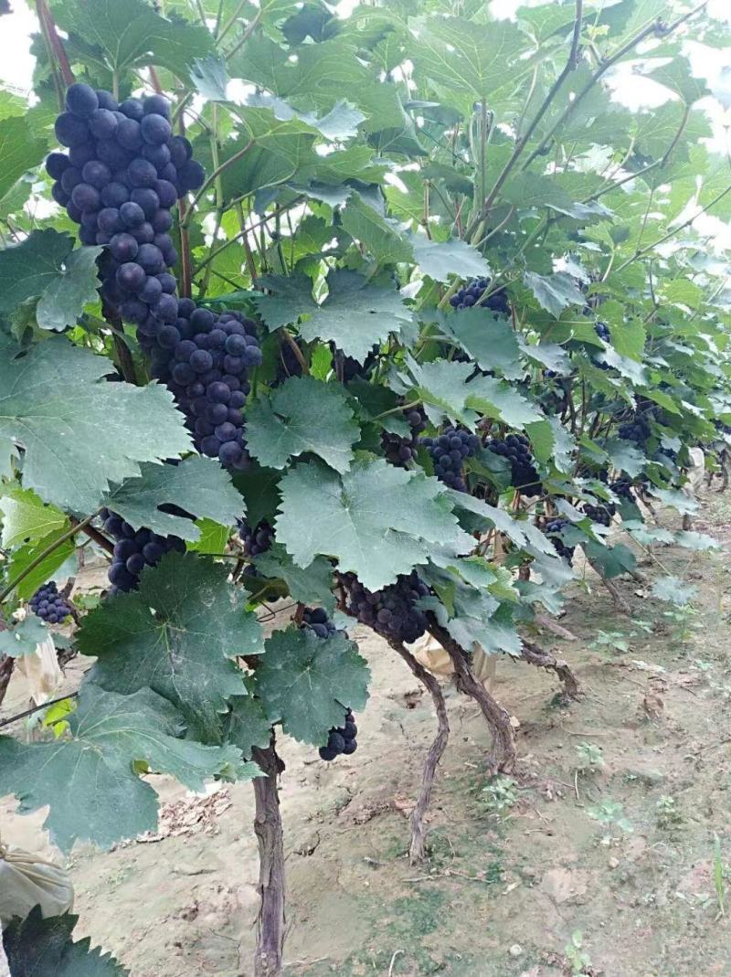 河北葡萄巨峰葡萄规格齐全质量好支持视频看货欢迎