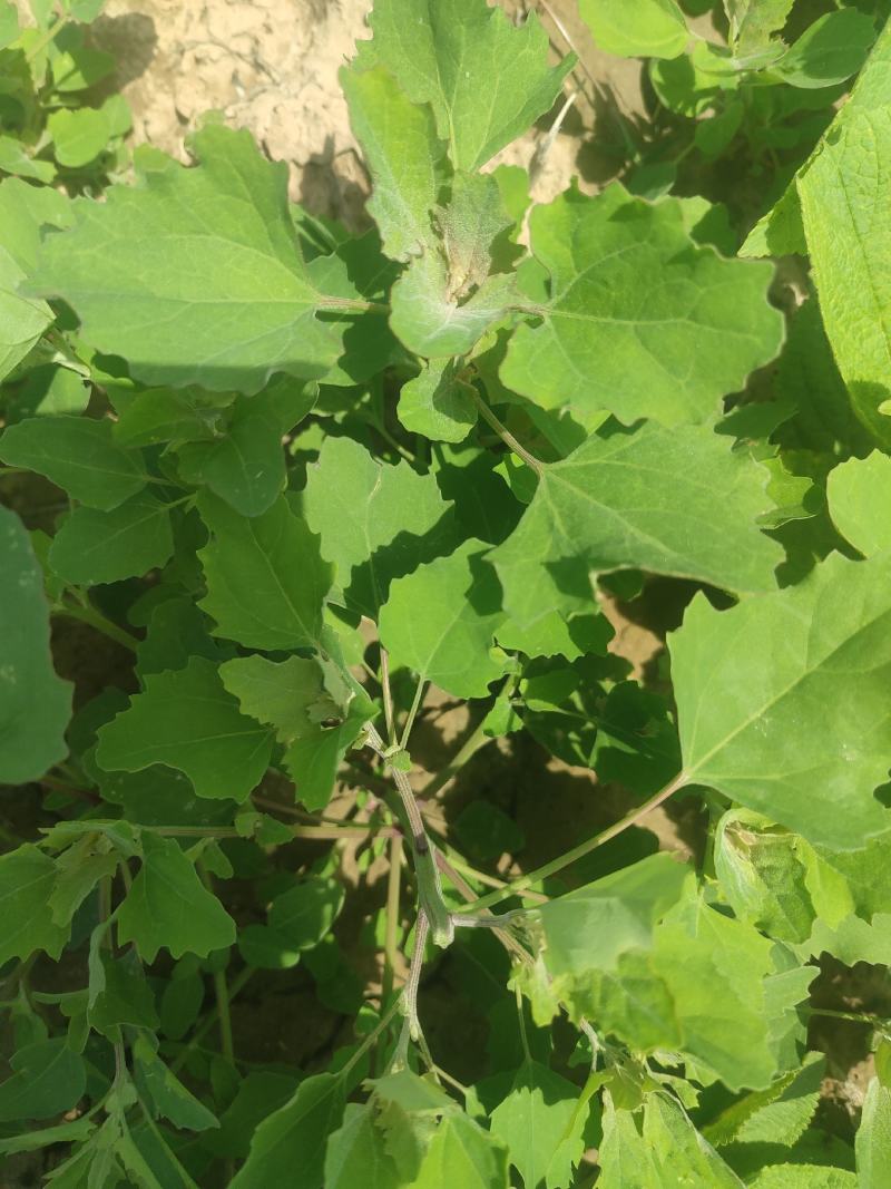 从事各种水果，野菜特菜代办，当天采摘打冷，包装发货！