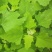 从事各种水果，野菜特菜代办，当天采摘打冷，包装发货！