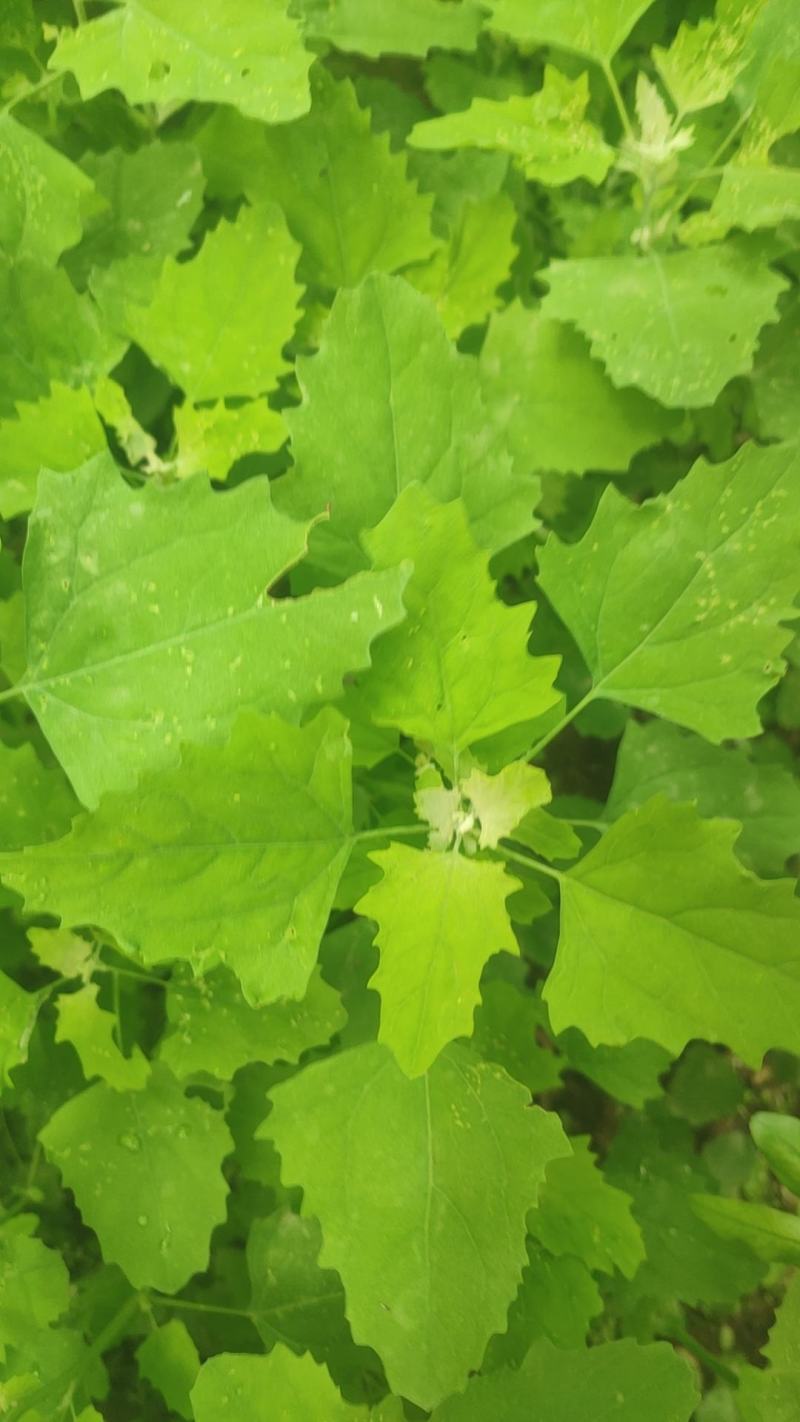 从事各种水果，野菜特菜代办，当天采摘打冷，包装发货！