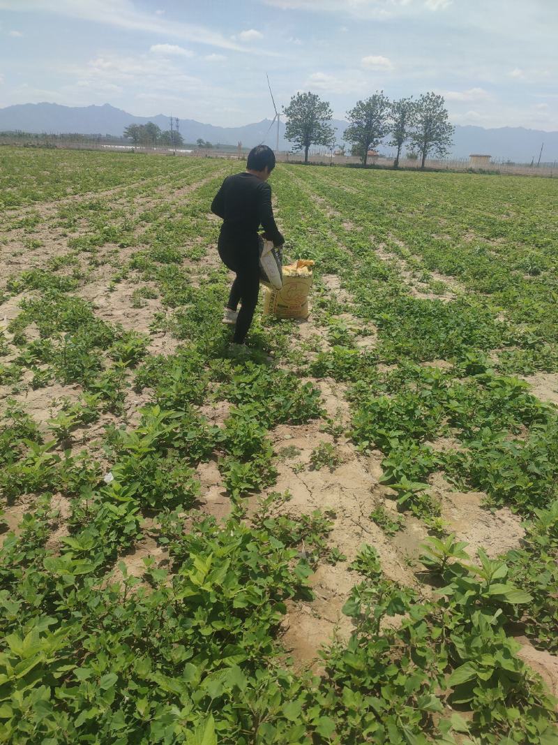 从事各种水果，野菜特菜代办，当天采摘打冷，包装发货！