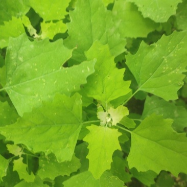 从事各种水果，野菜特菜代办，当天采摘打冷，包装发货！