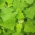 从事各种水果，野菜特菜代办，当天采摘打冷，包装发货！