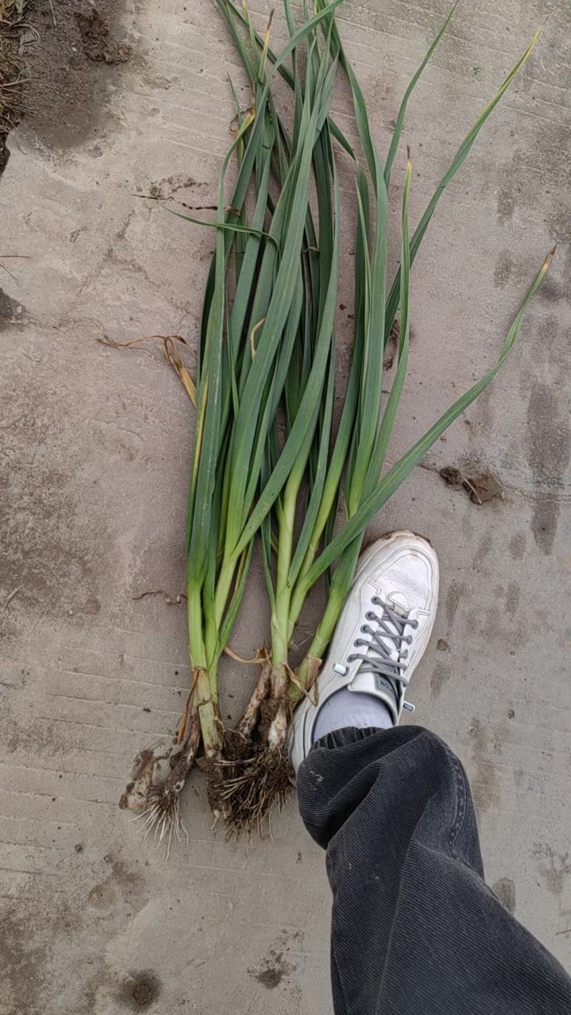 精品蒜苗，大量上市，产地一手货源，欢迎各位老板订购