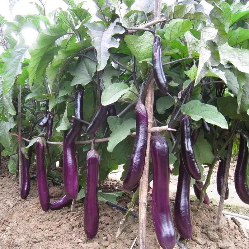 紫茄子，长茄子，产地大量供应，保质保量，欢迎订购。
