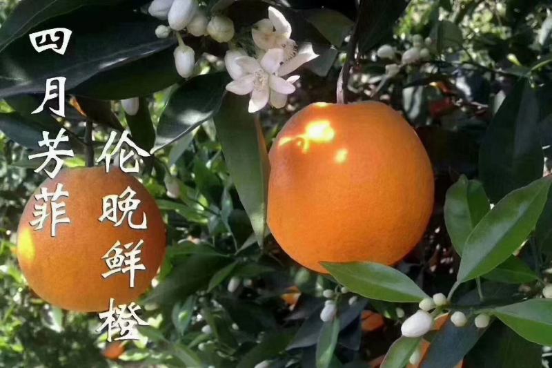 伦晚