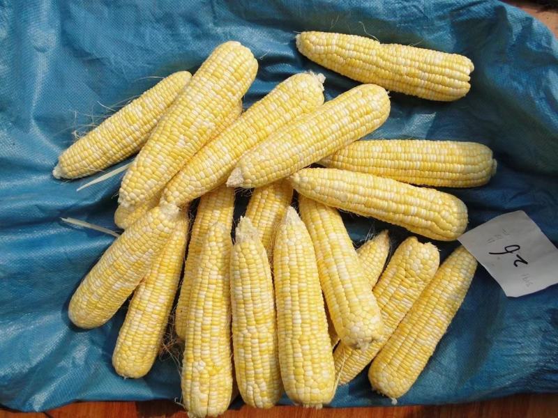 中农斯达密甜糯4号玉米种子甜加糯玉米种籽黄白色甜糯玉米种