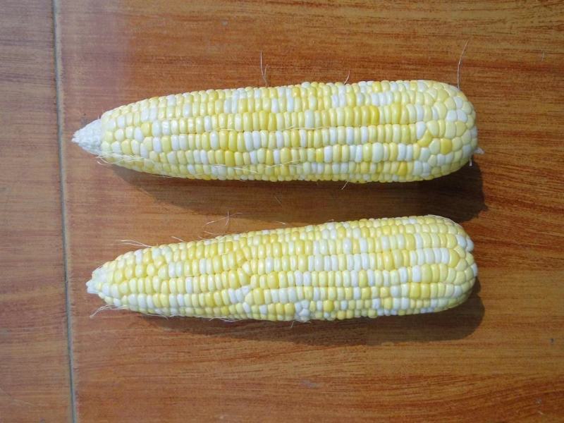 中农斯达密甜糯4号玉米种子甜加糯玉米种籽黄白色甜糯玉米种