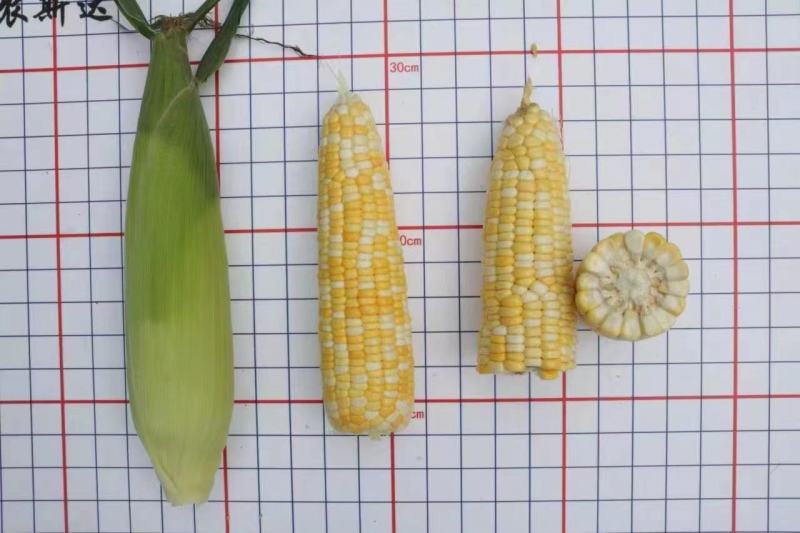 中农斯达密甜糯4号玉米种子甜加糯玉米种籽黄白色甜糯玉米种