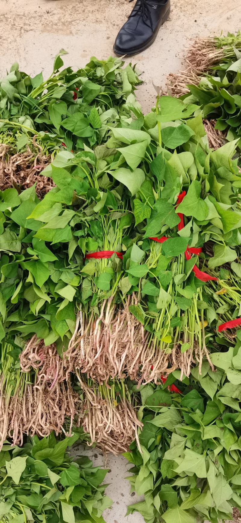 红薯苗商薯19产地直供，一手货源物美价廉，欢迎采购