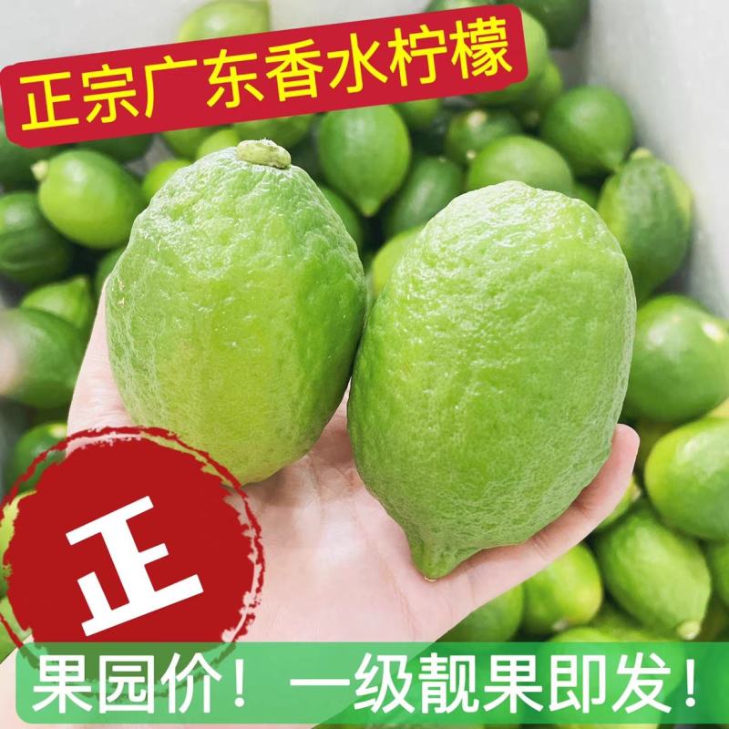 广东香水柠檬爆香型饮品店专用果产地直发批发一件代发