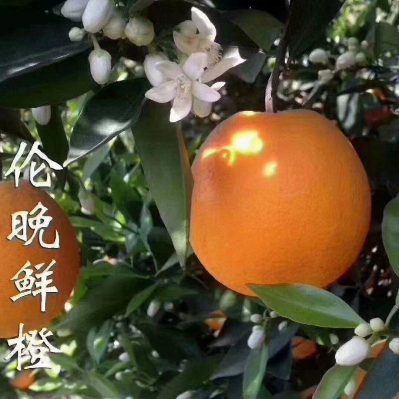 伦晚