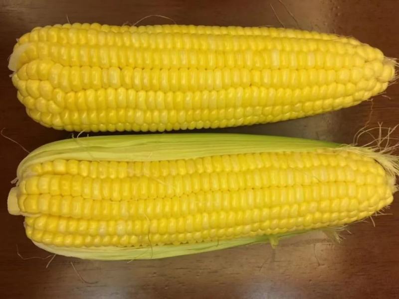 中农斯达水果玉米种子斯达甜221甜玉米种子