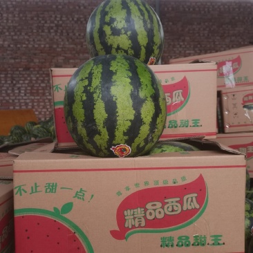 精品陕西甜王基地直供一手货源品质保证诚信经营欢迎来电