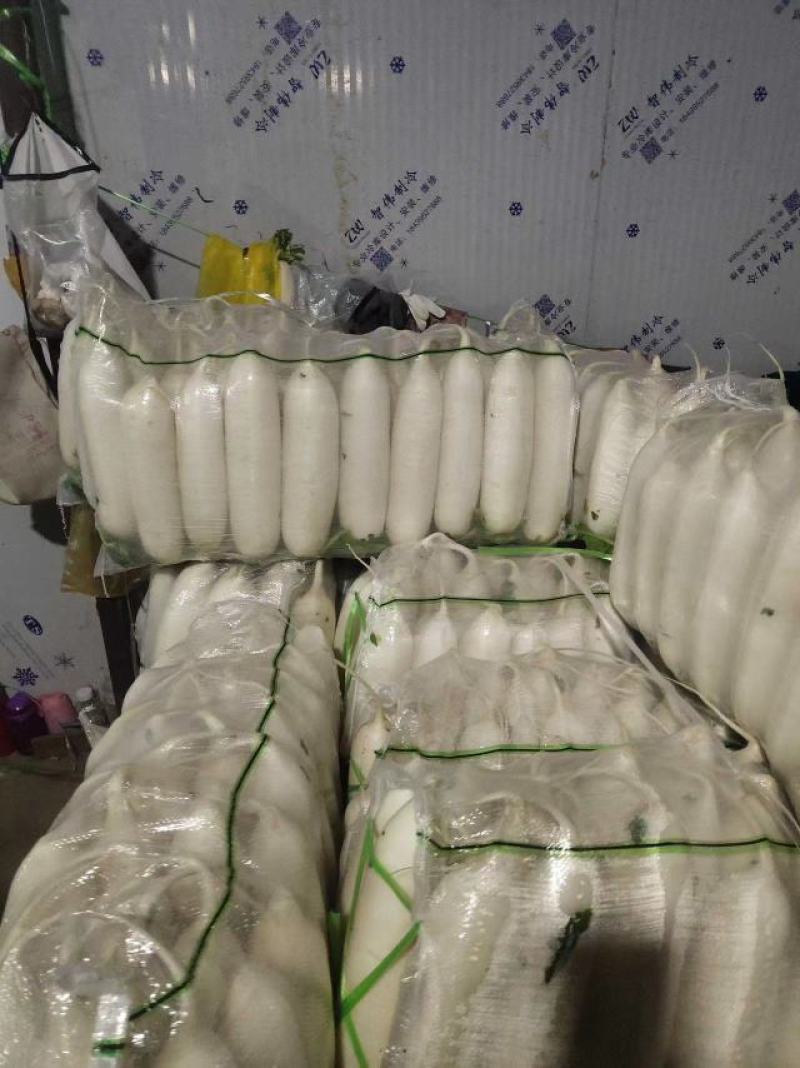 安阳白萝货量充足地头装货一亩2000到2500欢迎备货