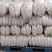 安阳白萝货量充足地头装货一亩2000到2500欢迎备货