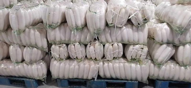 安阳白萝货量充足地头装货一亩2000到2500欢迎备货