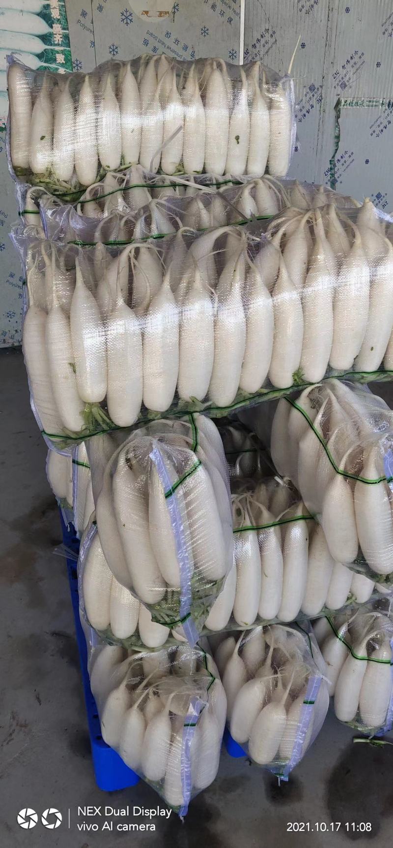 安阳白萝货量充足地头装货一亩2000到2500欢迎备货